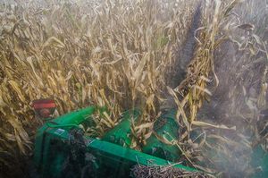 In-cab photo of corn harvest