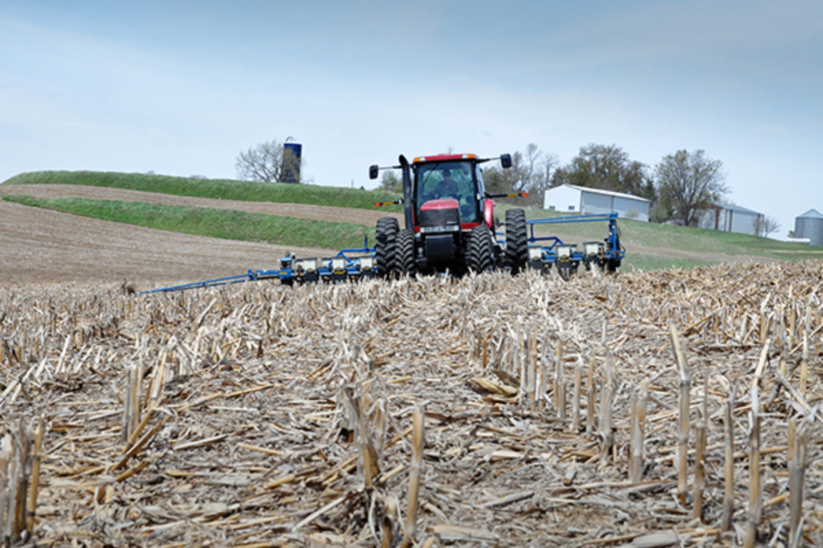 Planting in spring on field with corn stalks