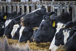 Dairy cattle at feeding