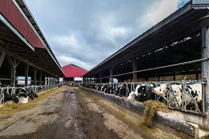 Dairy barn with cows eating