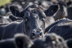 Black angus cow looking directly at camera