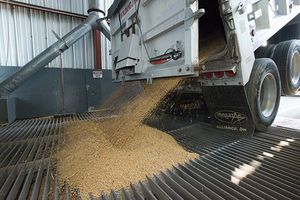 Truck unloading grain into shipping elevator