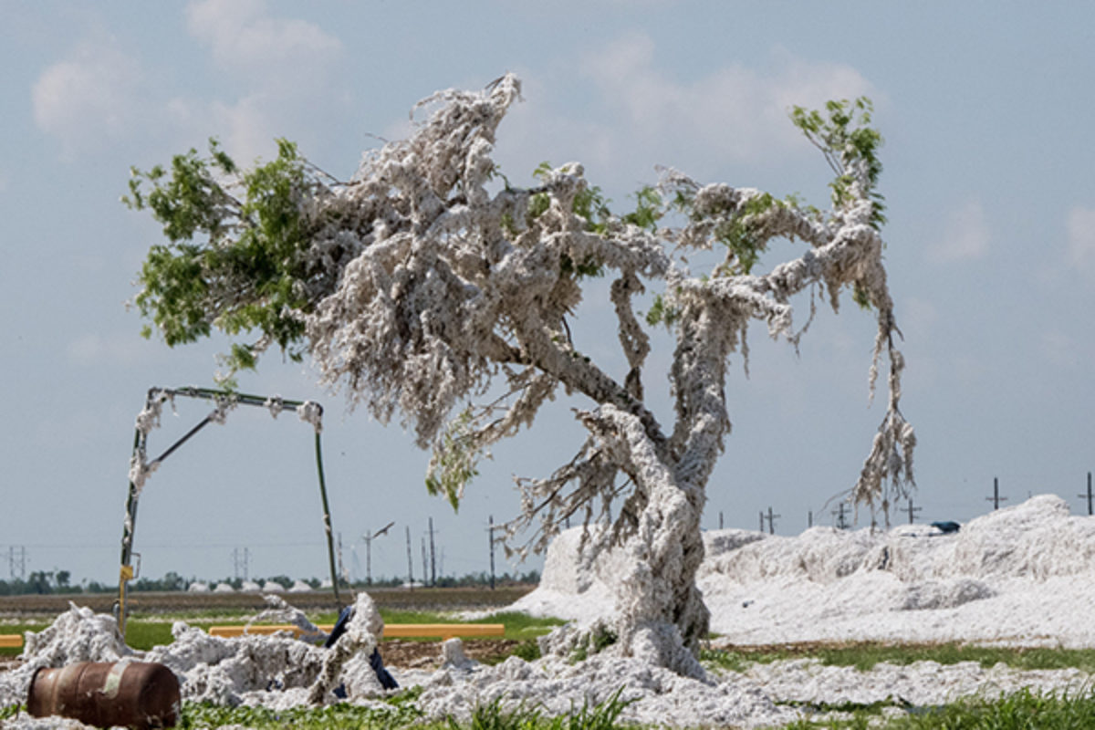 Tree covered in cotton after hurricane