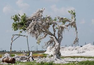 Tree covered in cotton after hurricane