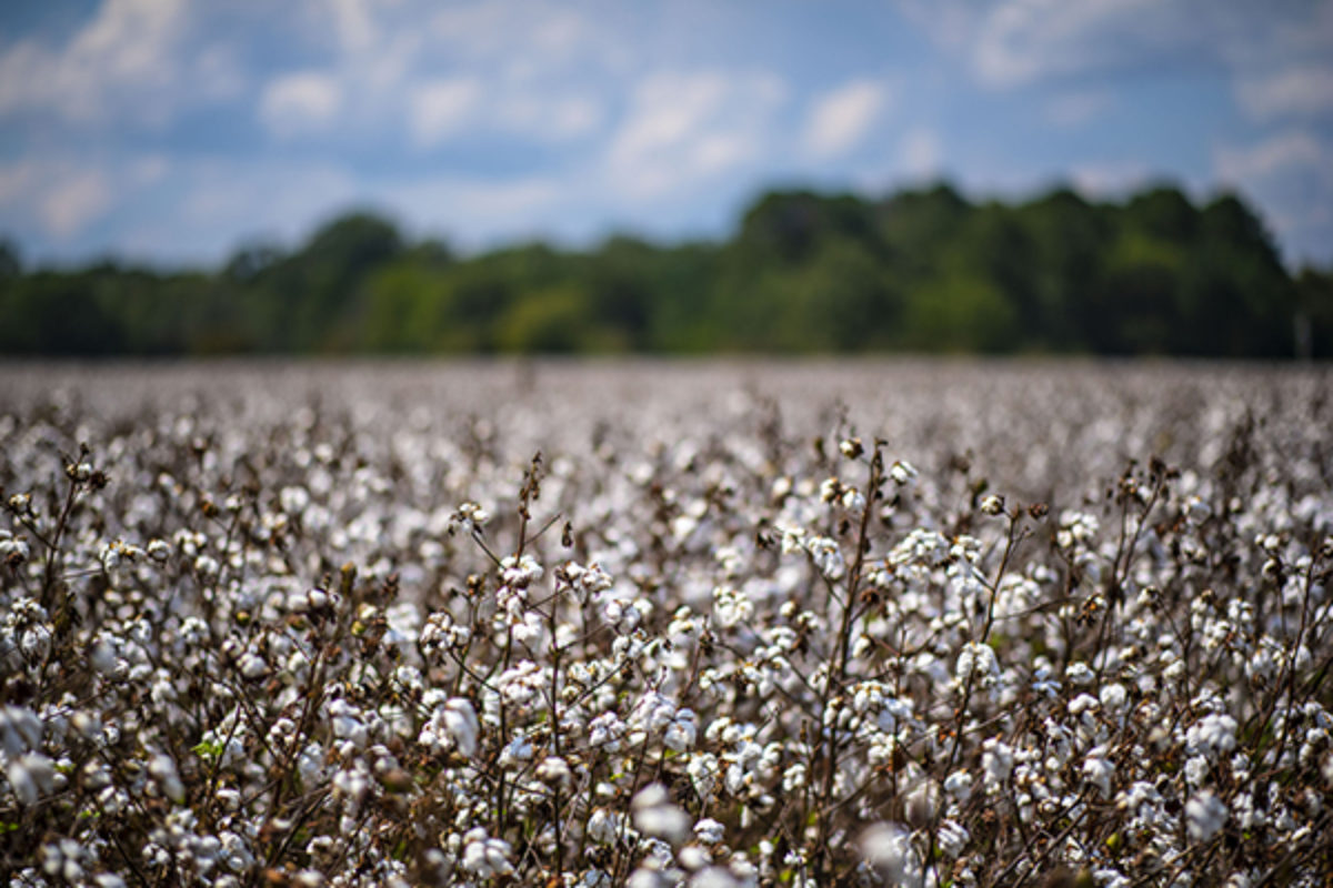 Cotton field on sunny day