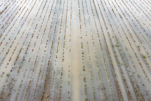 Flooding of Cotton Field After Hurricane