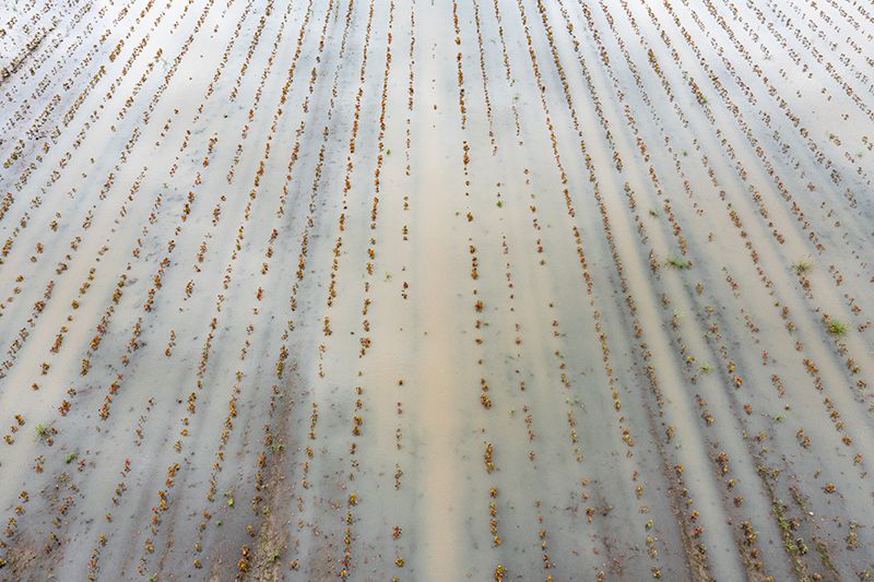 Flooding of Cotton Field After Hurricane