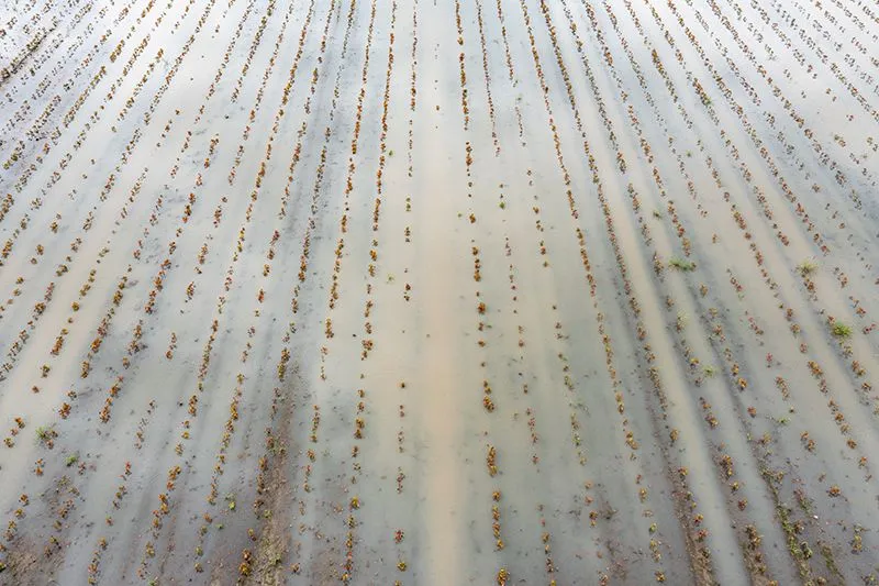 Flooding of Cotton Field After Hurricane