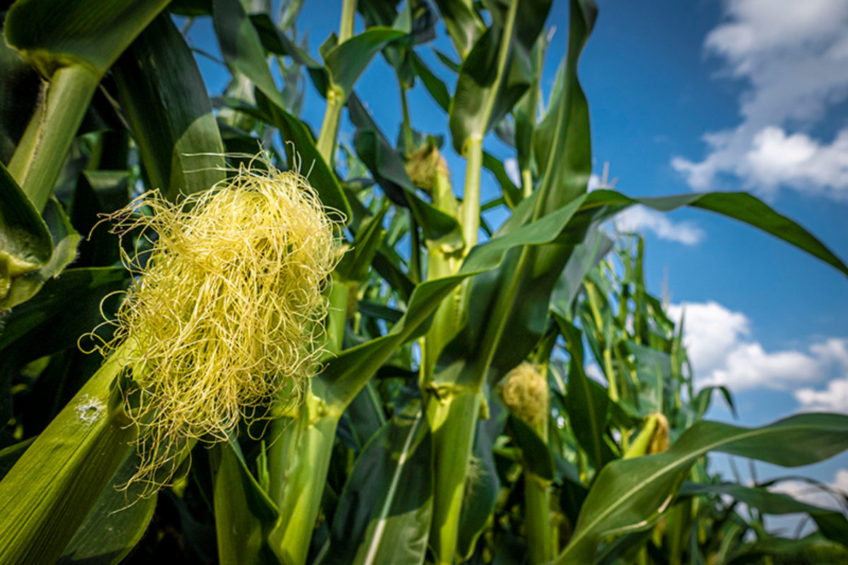 Closeup of Corn Silking