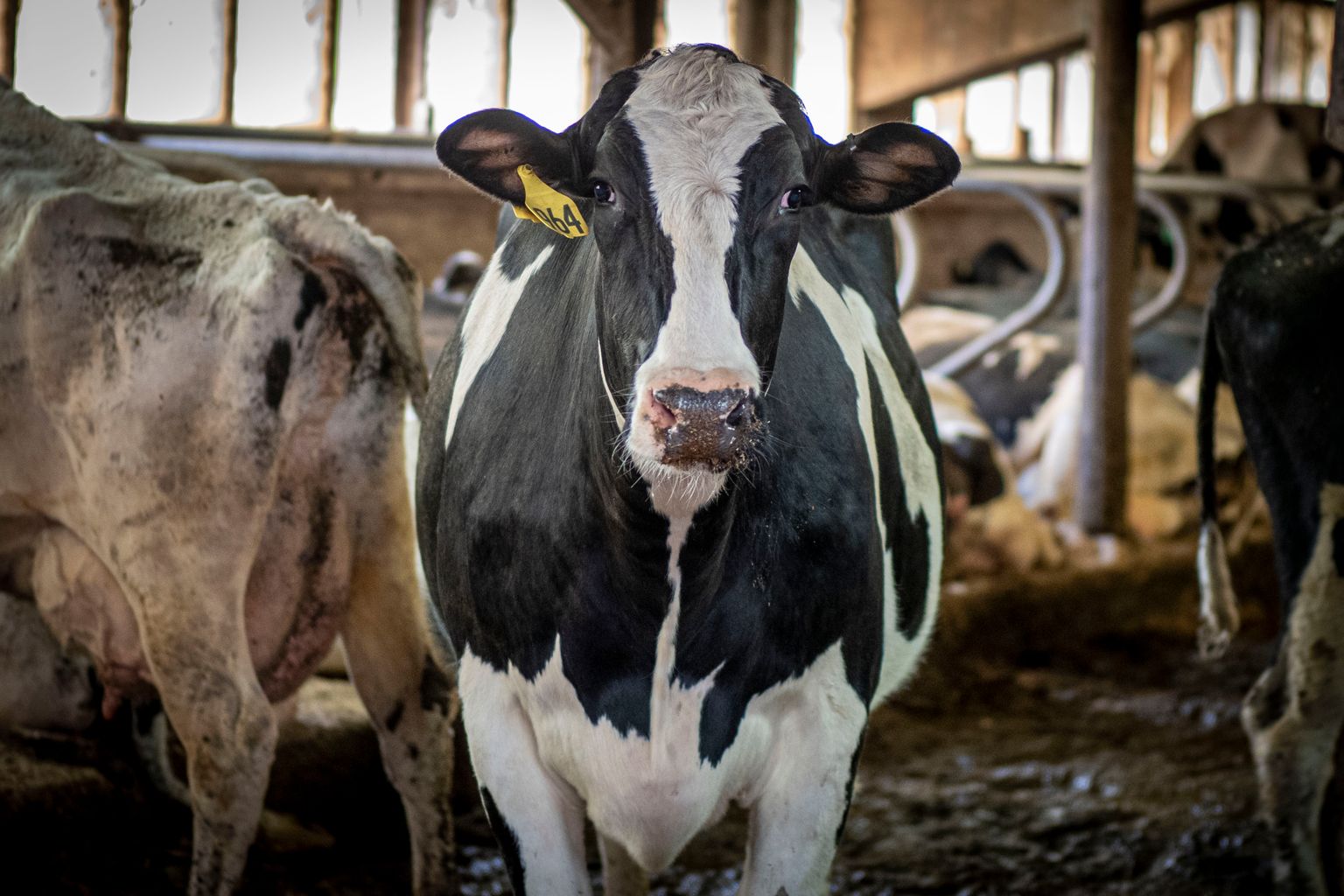 Dairy Interests in 2023 Farm Bill ProAg