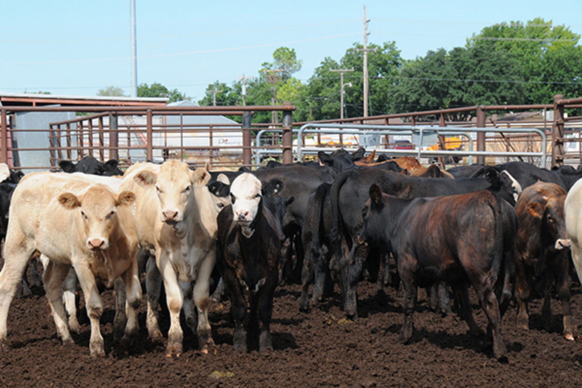 Cattle in a feedlot