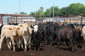 Cattle in a feedlot