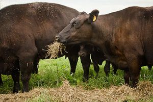 Angus cattle eating in field