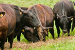 Angus cattle feeding line