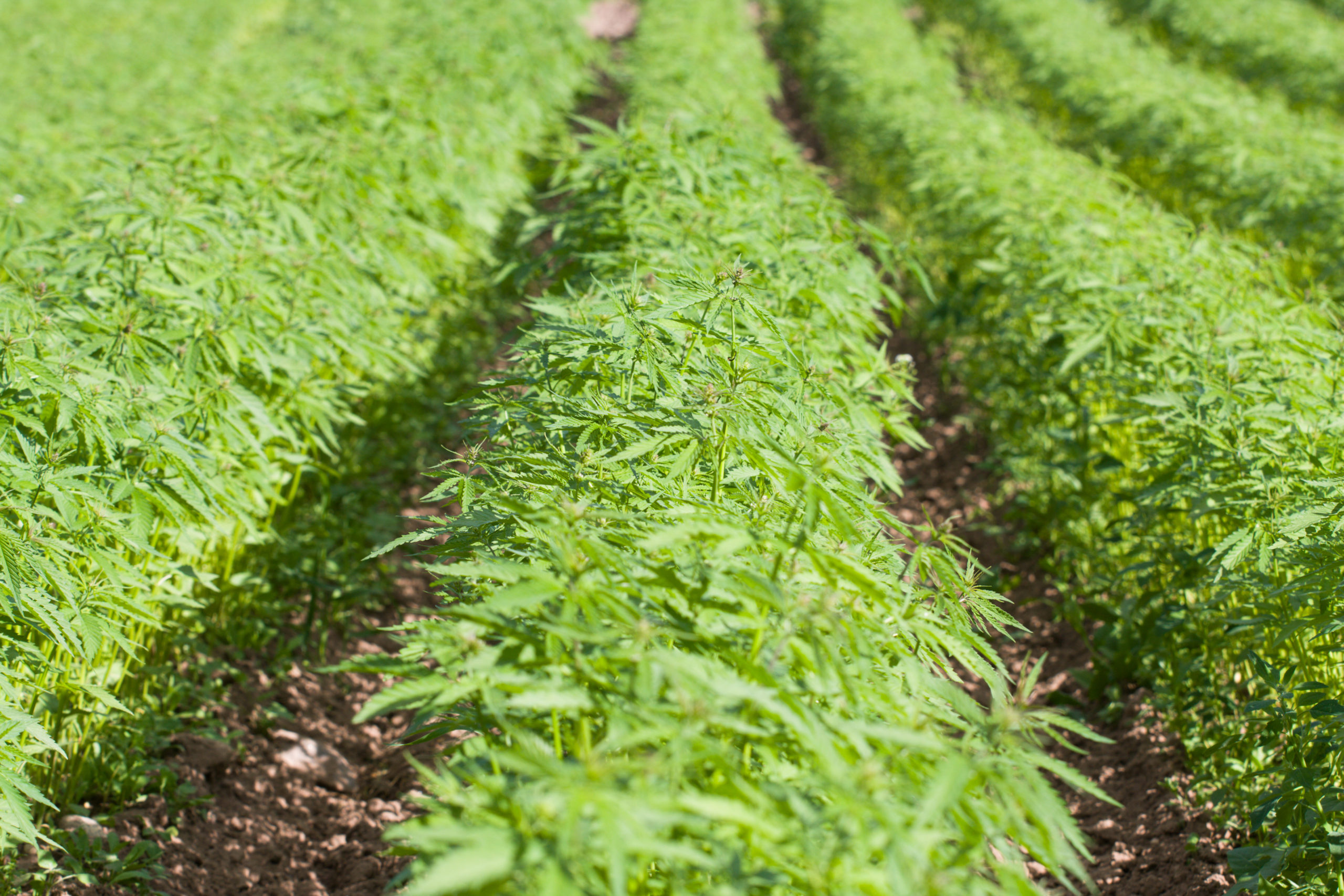 hemp CBD oil APH crop insurance cannabis