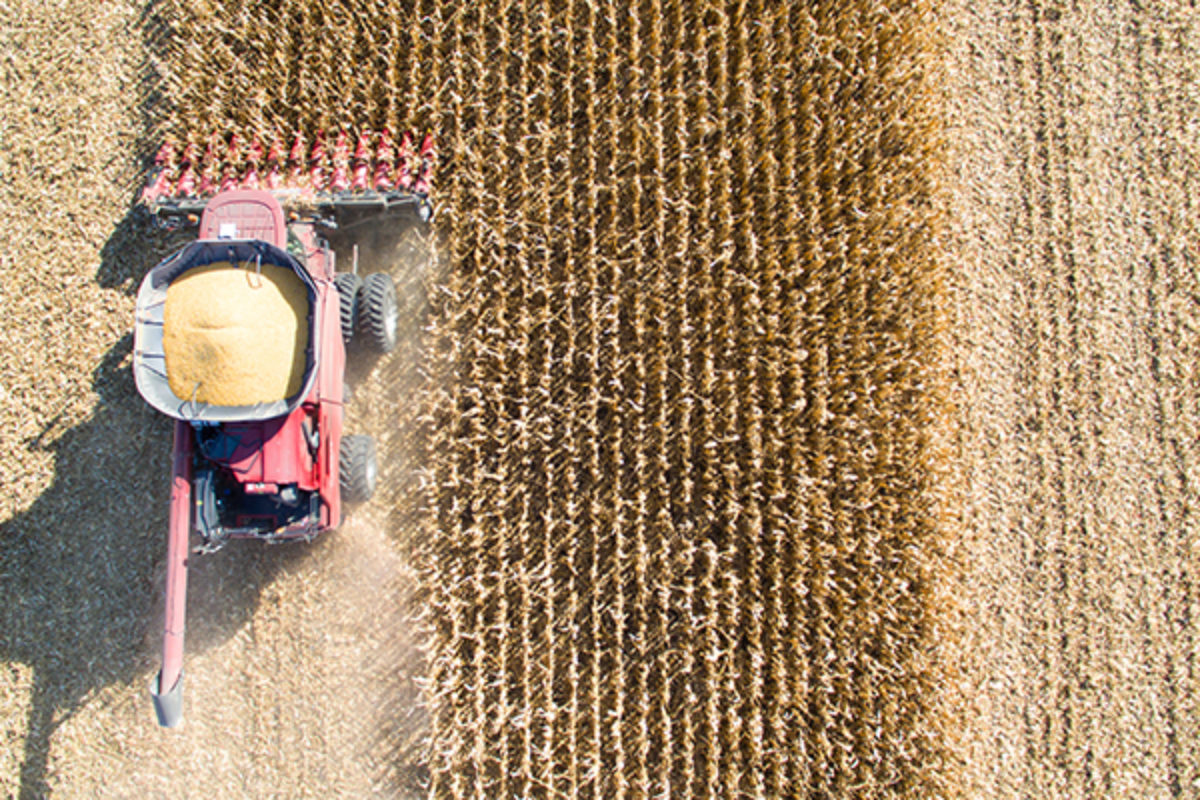 Aerial view of corn harvest