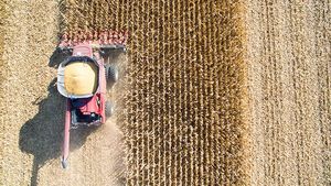 Aerial view of corn harvest