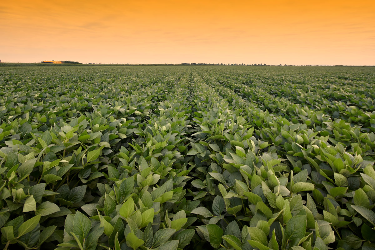 Field of soybeans