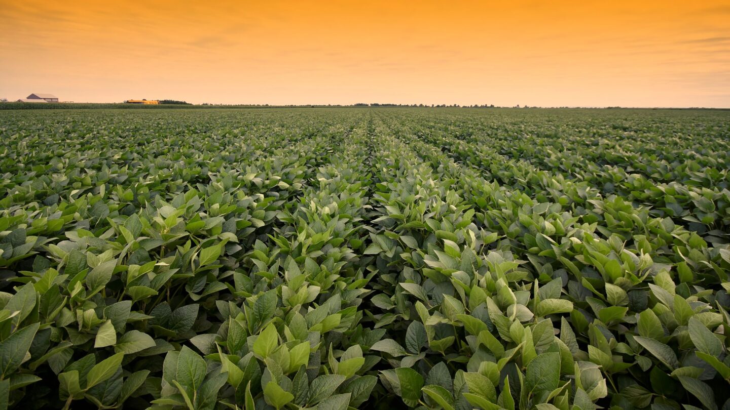 Field of soybeans