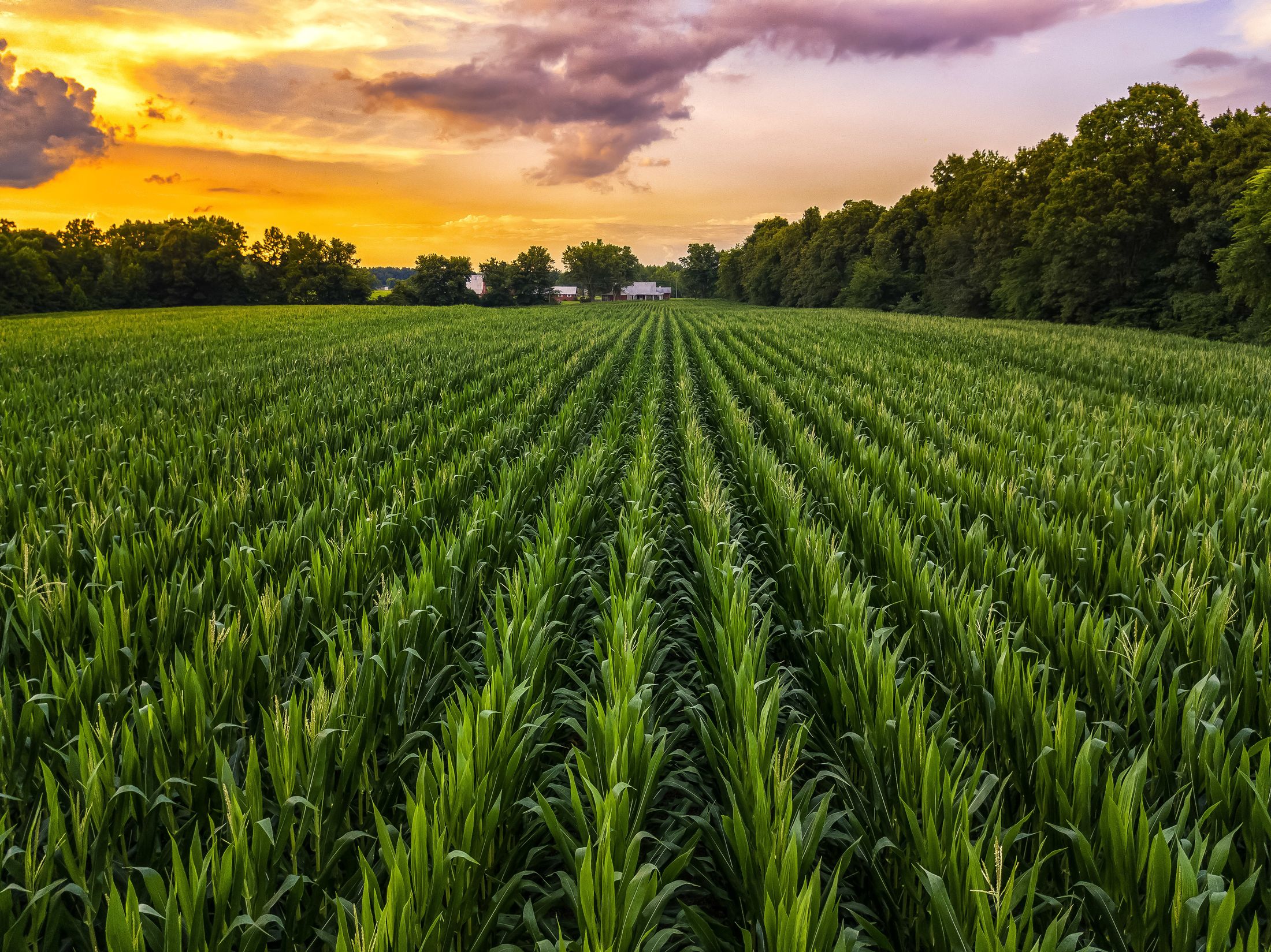 MPCI, corn fields and sunset