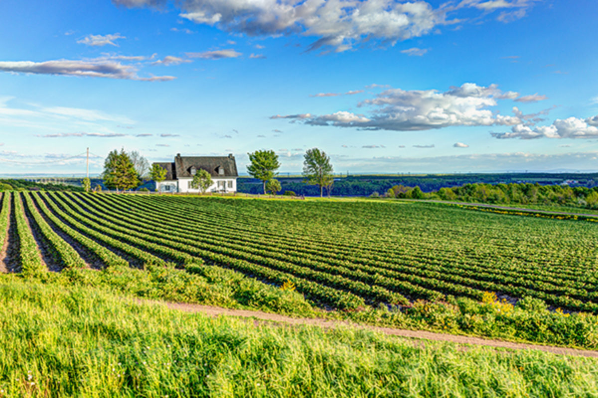 Soybean field with white house in the distance