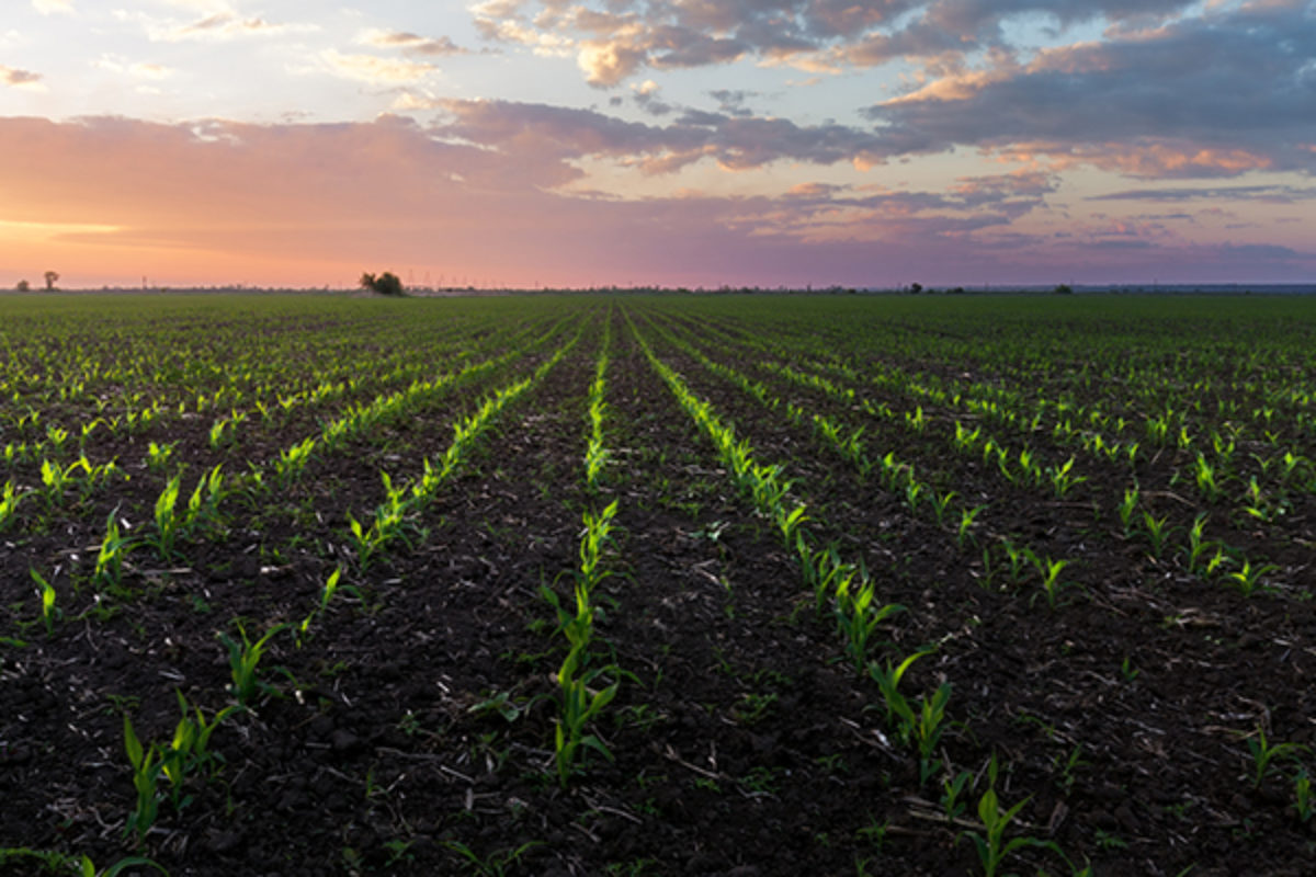 View of field of cord seedlings in spring