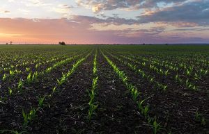 View of field of cord seedlings in spring