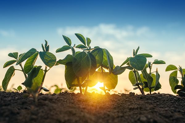 Sun rising behind soybean seedling in spring