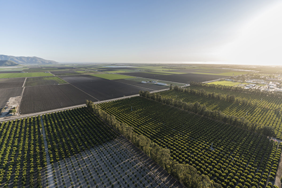 Aerial view of orchards in Western United States