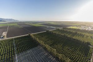 Aerial view of orchards in Western United States