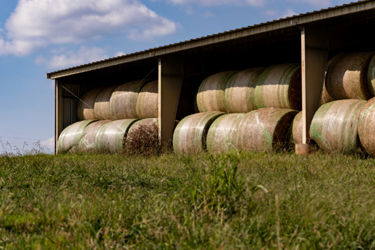 Cheap Hay Proves More Expensive LongTerm ProAg