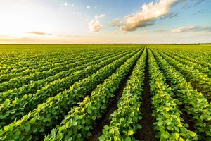 Green ripening soybean field, agricultural landscape