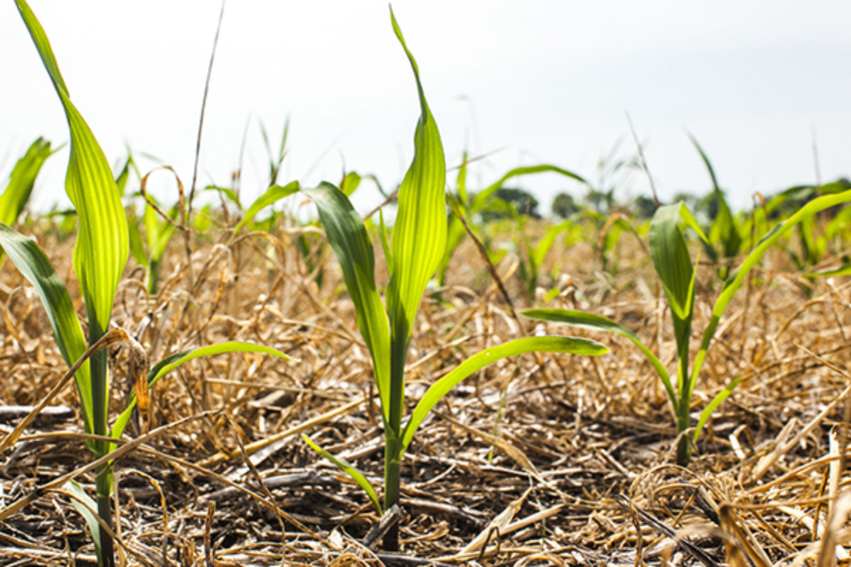 Closeup of corn seedlings with cover crop for conservation