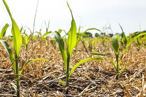 Closeup of corn seedlings with cover crop for conservation
