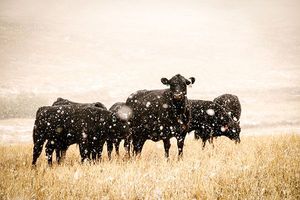 Angus cattle in snowstorm