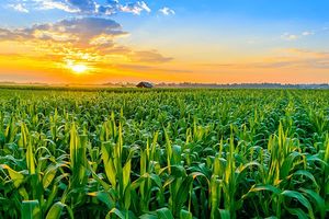 Corn field at sunset