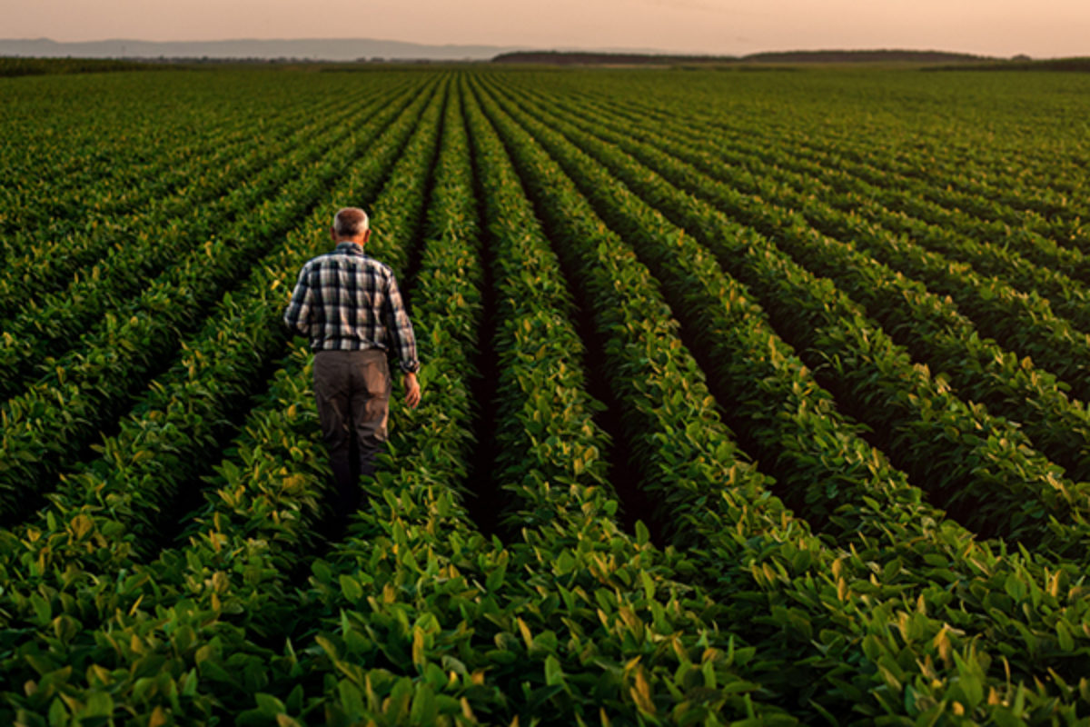 Farmer walking through soybean field at sunset