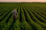 Farmer walking through soybean field at sunset