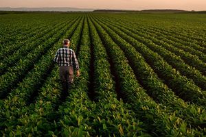 Farmer walking through soybean field at sunset