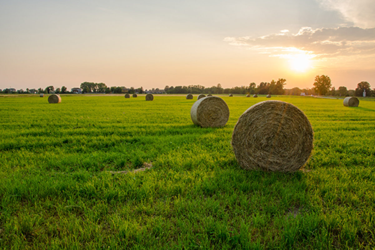 Hay bales on pasture at sunset