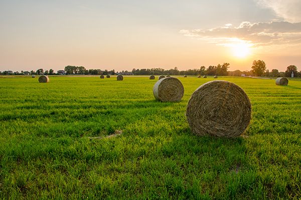 Hay bales on pasture at sunset