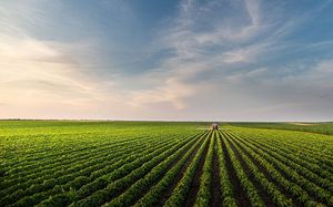 Sprayer in soybean field on sunny day