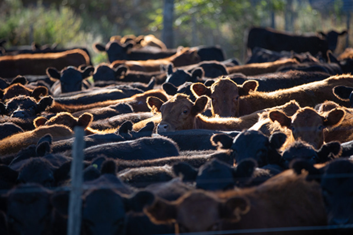 Angus cattle in a feedlot