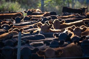 Angus cattle in a feedlot
