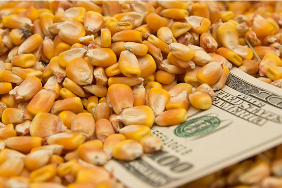One hundred dollar bill in pile of corn