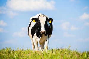 Dairy cow alone in pasture looking at camera