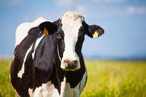 Closeup of dairy cow in pasture