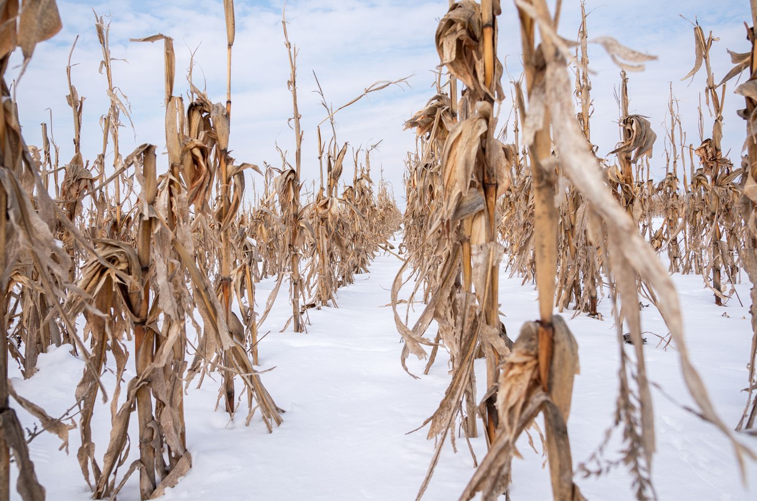 Historic Amount of Corn Acres in North Dakota Still in the Field ProAg