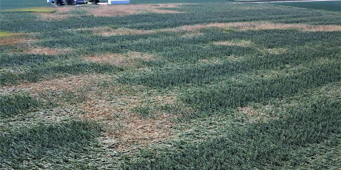 Drone photo of corn field with damage from derecho winds