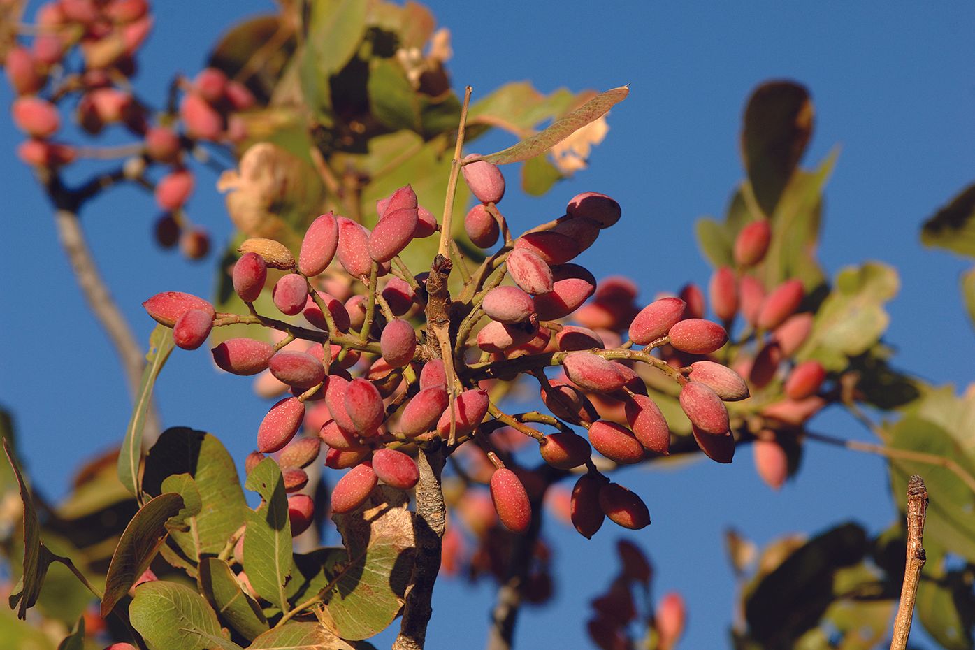California Tree Nut Crops Thriving Despite Drought; Processing Needs